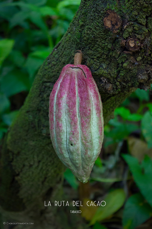 Descubriendo la Ruta del Cacao en Tasbaco