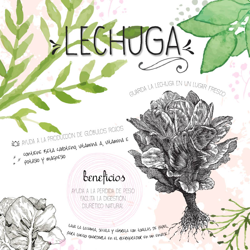 Lechuga Infografía |Chokolat Pimienta